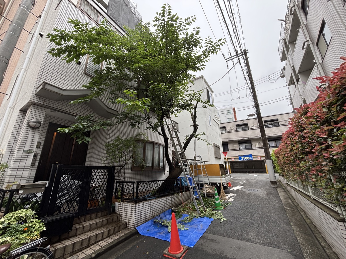 伐採施工前