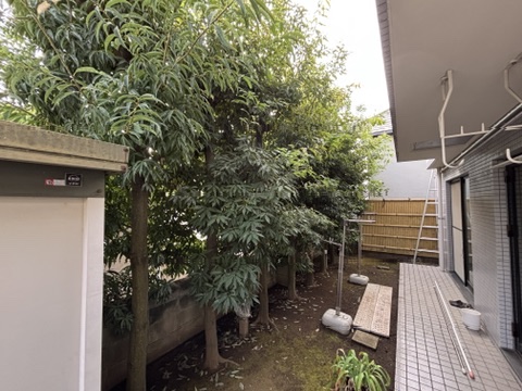 剪定施工前